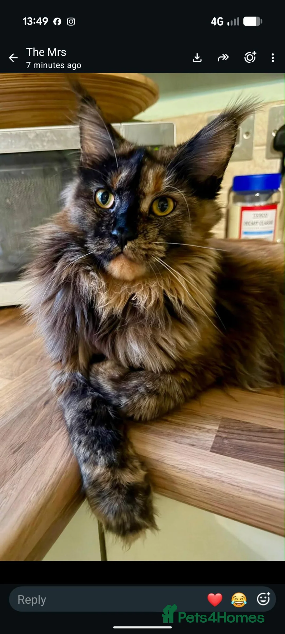 Maine Coon cats for sale: 2 Beautiful Female Maine coons. - Advert 2