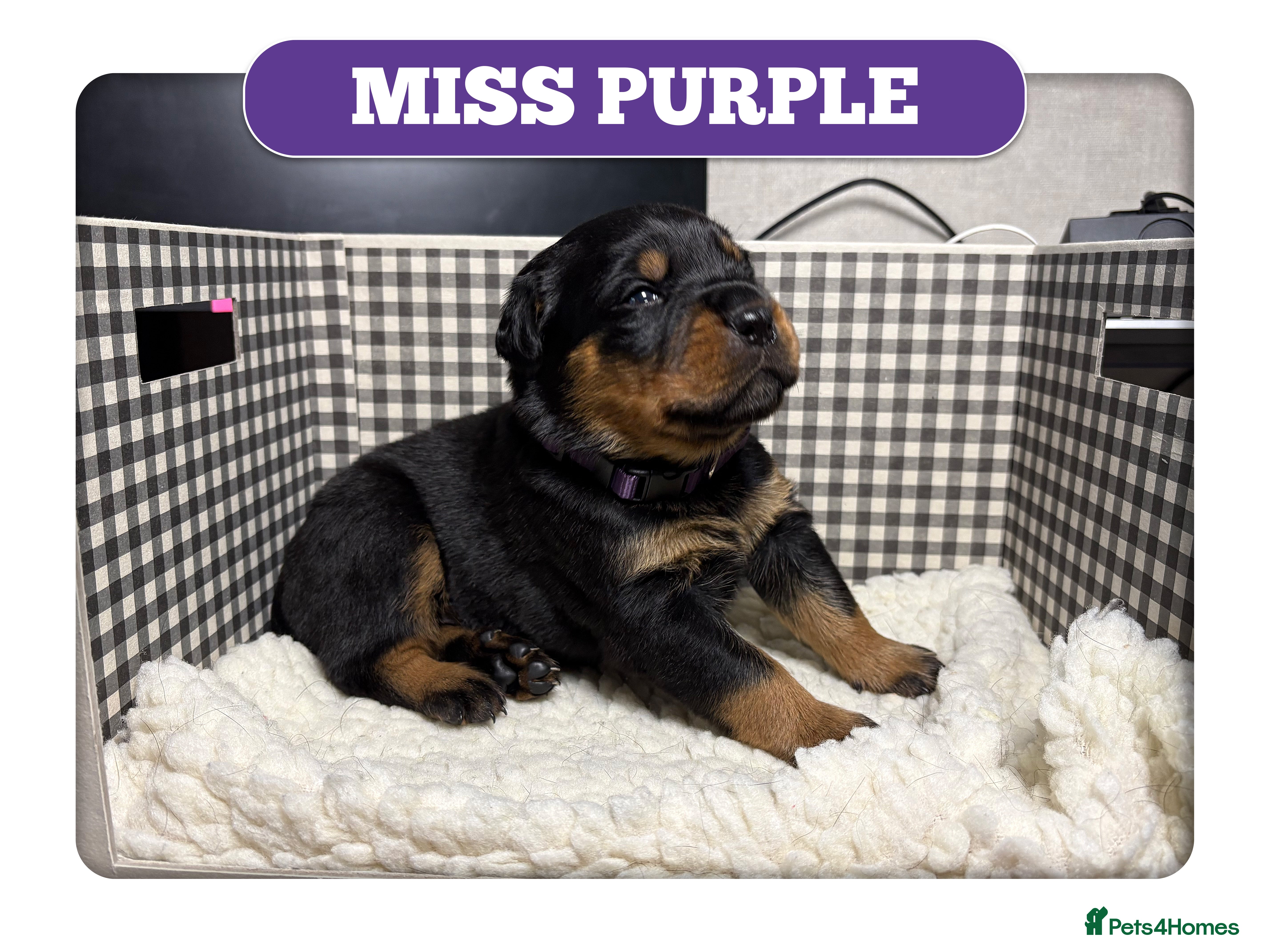 Mixed Breed dogs Rottweiler cross mastiff pups in Ebbw Vale - Advert 11