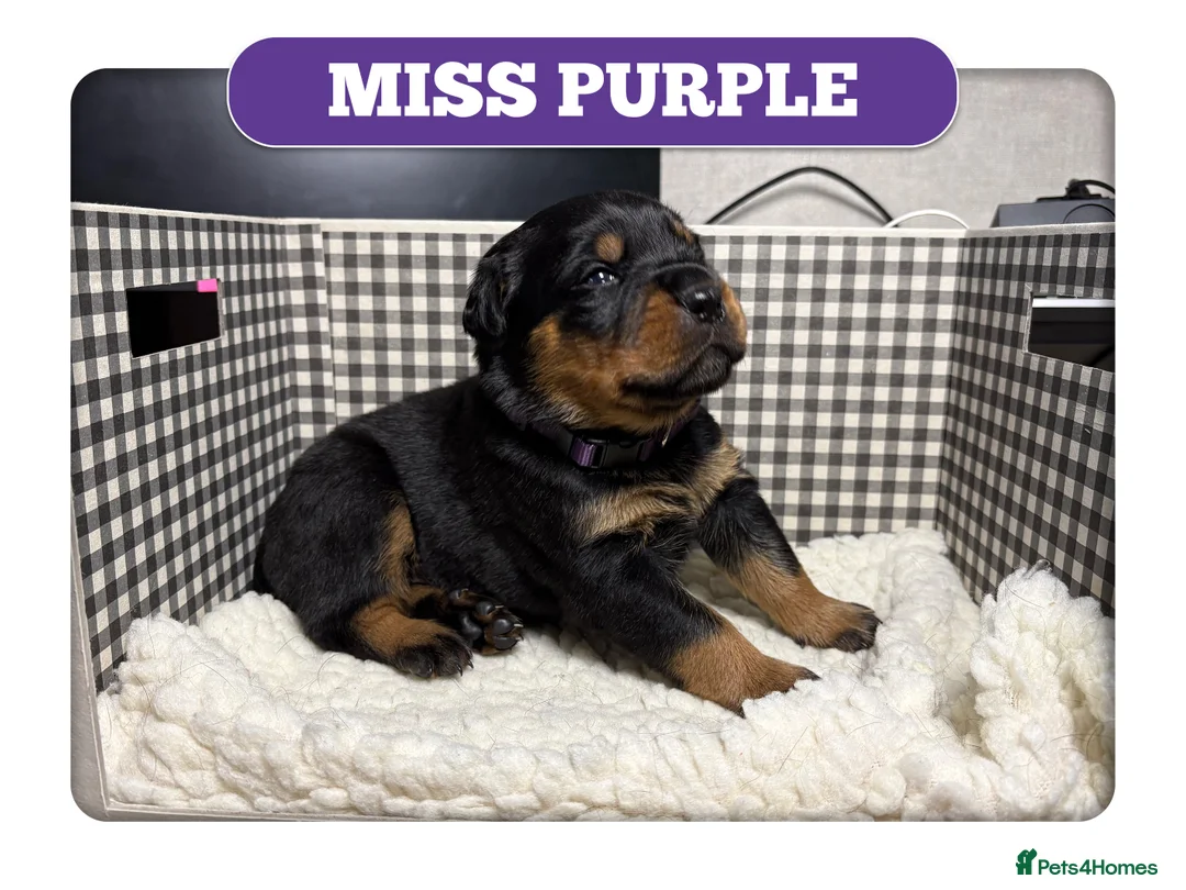 Mixed Breed dogs for sale: Rottweiler cross mastiff pups in Ebbw Vale - Advert 1