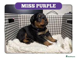 Mixed Breed dogs Rottweiler cross mastiff pups in Ebbw Vale - Advert 11