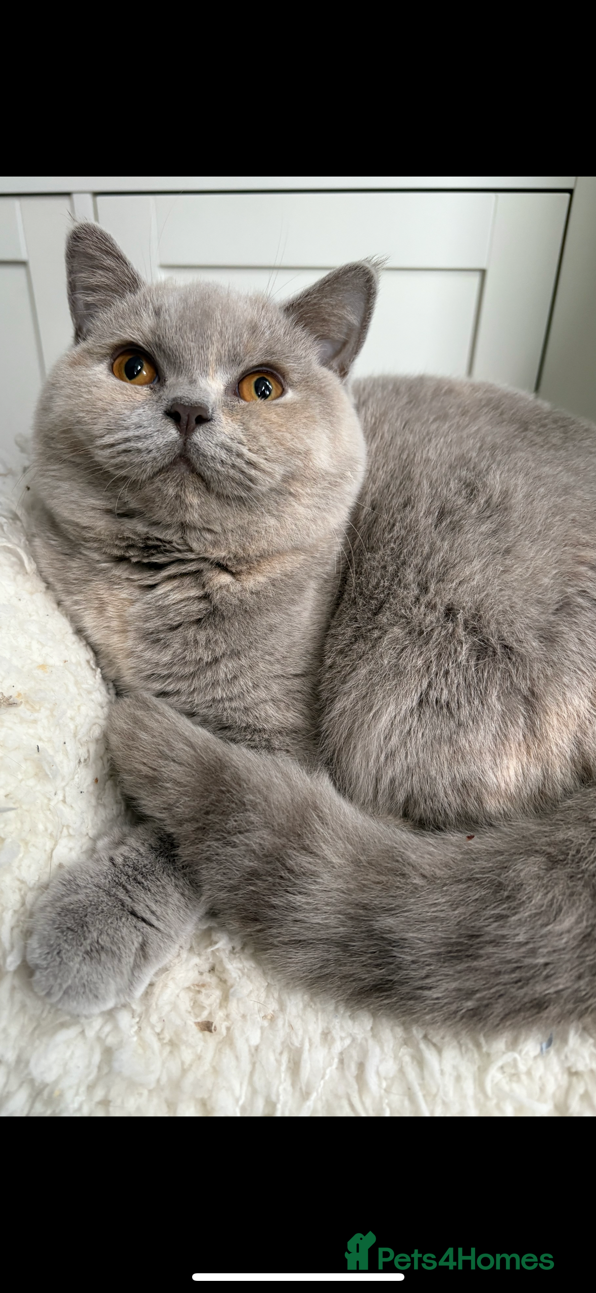 British Shorthair cats Registered British Shorthair Kittens ❤️  - Advert 14