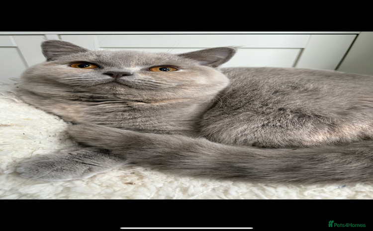 British Shorthair cats - Advert 11