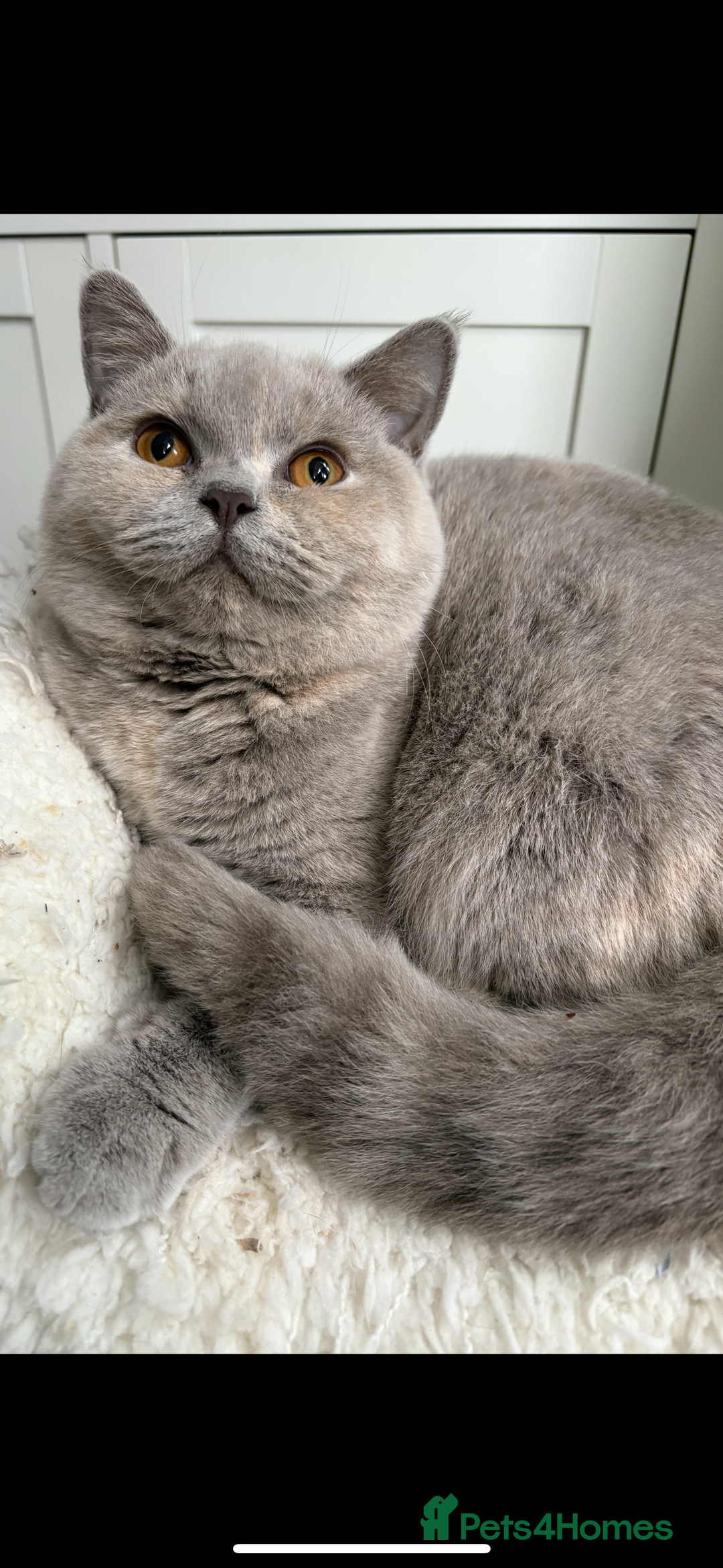 British Shorthair cats for sale: Registered British Shorthair Kittens ❤️  - Advert 1