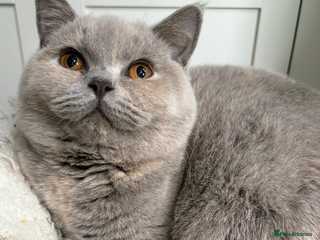 British Shorthair cats - Advert 23