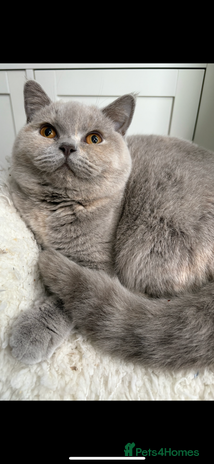 British Shorthair cats - Advert 11