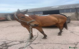 Irish Thoroughbred horses for sale: Quite 15’1hh thoroughbred for full/part loan - Image 1