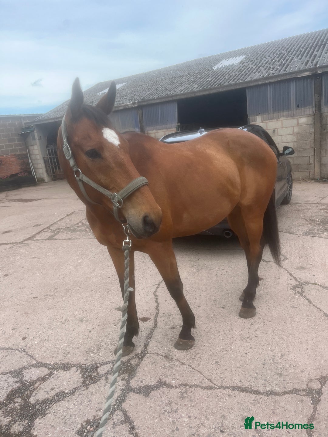 Irish Thoroughbred horses for sale: Quite 15’1hh thoroughbred for full/part loan - Image 1