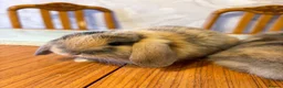 English Lop rabbits for sale: Rabbits - Advert 4
