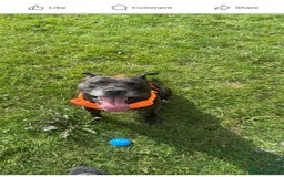 Mixed Breed dogs for sale: Tyson - Image 4