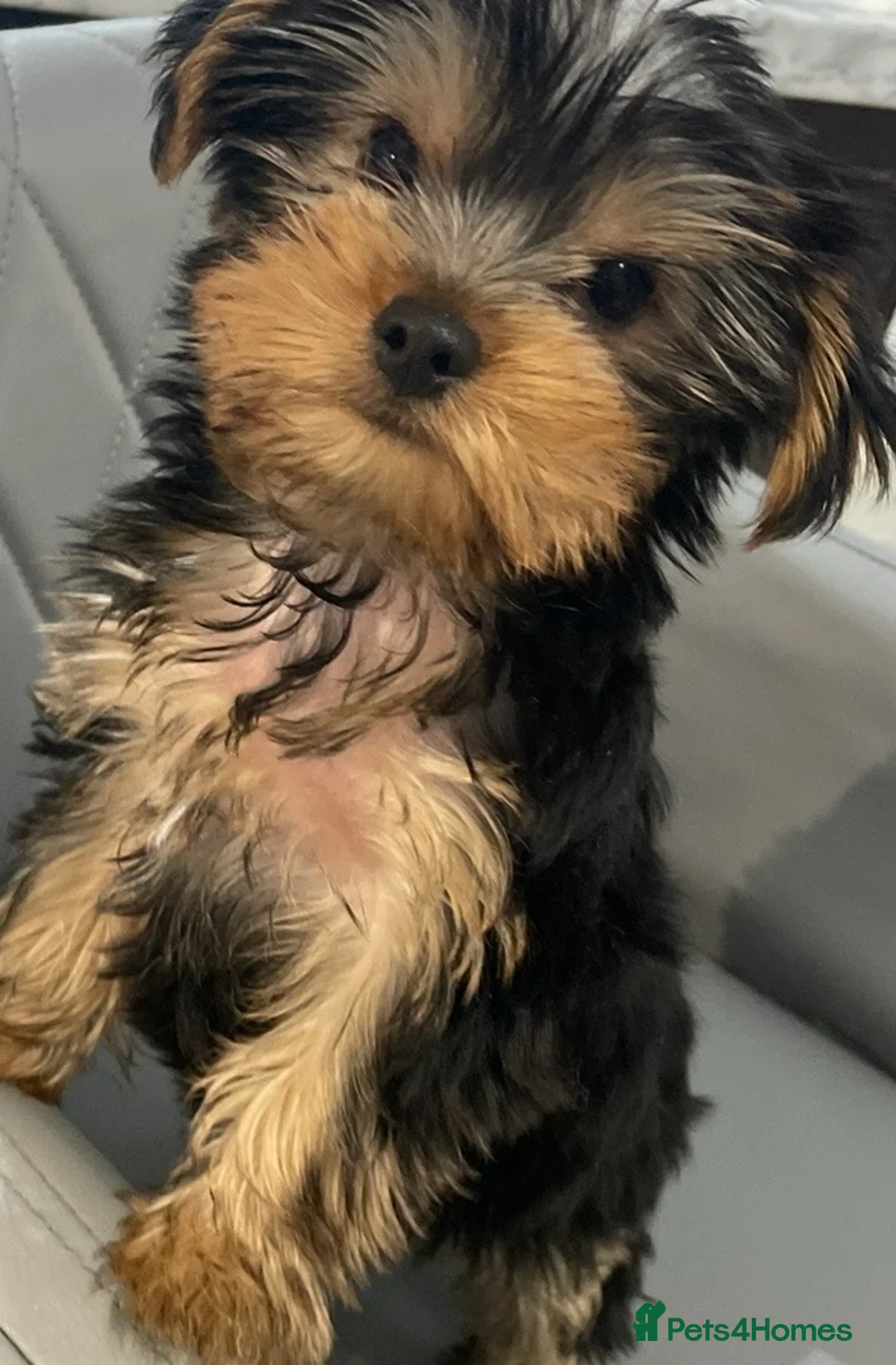 Yorkshire Terrier dogs for sale: 1 Beautiful Miniature Yorkshire Terrier girl  - Advert 2