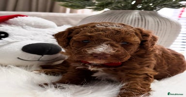 Labradoodle dogs Priemium Multigen Labradoodle Puppies - Advert 12