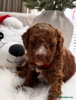 Labradoodle dogs Priemium Multigen Labradoodle Puppies - Advert 12