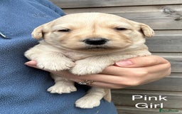 Labradoodle dogs for sale: Miniature Labradoodle Puppies ready 22/11/25 - Image 7