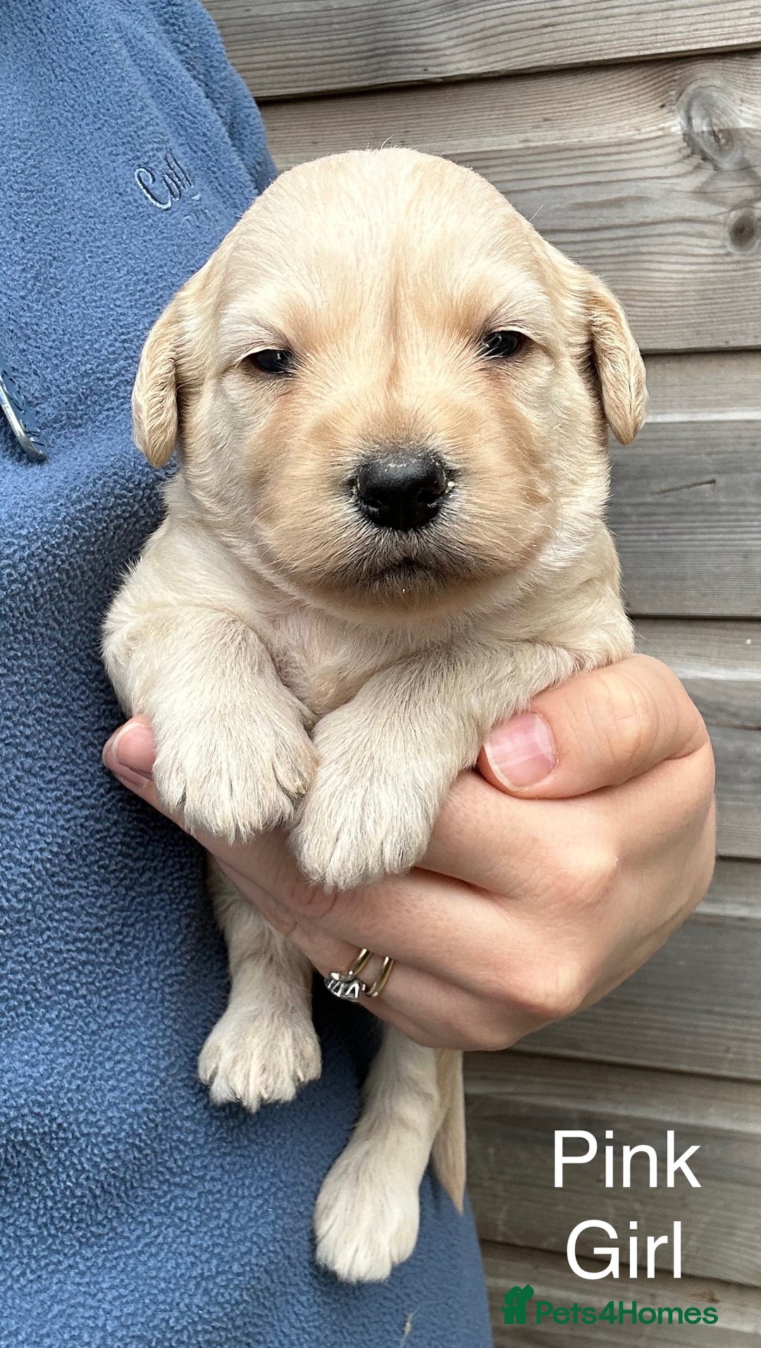 Labradoodle dogs for sale: Miniature Labradoodle Puppies ready 22/11/25 - Image 7