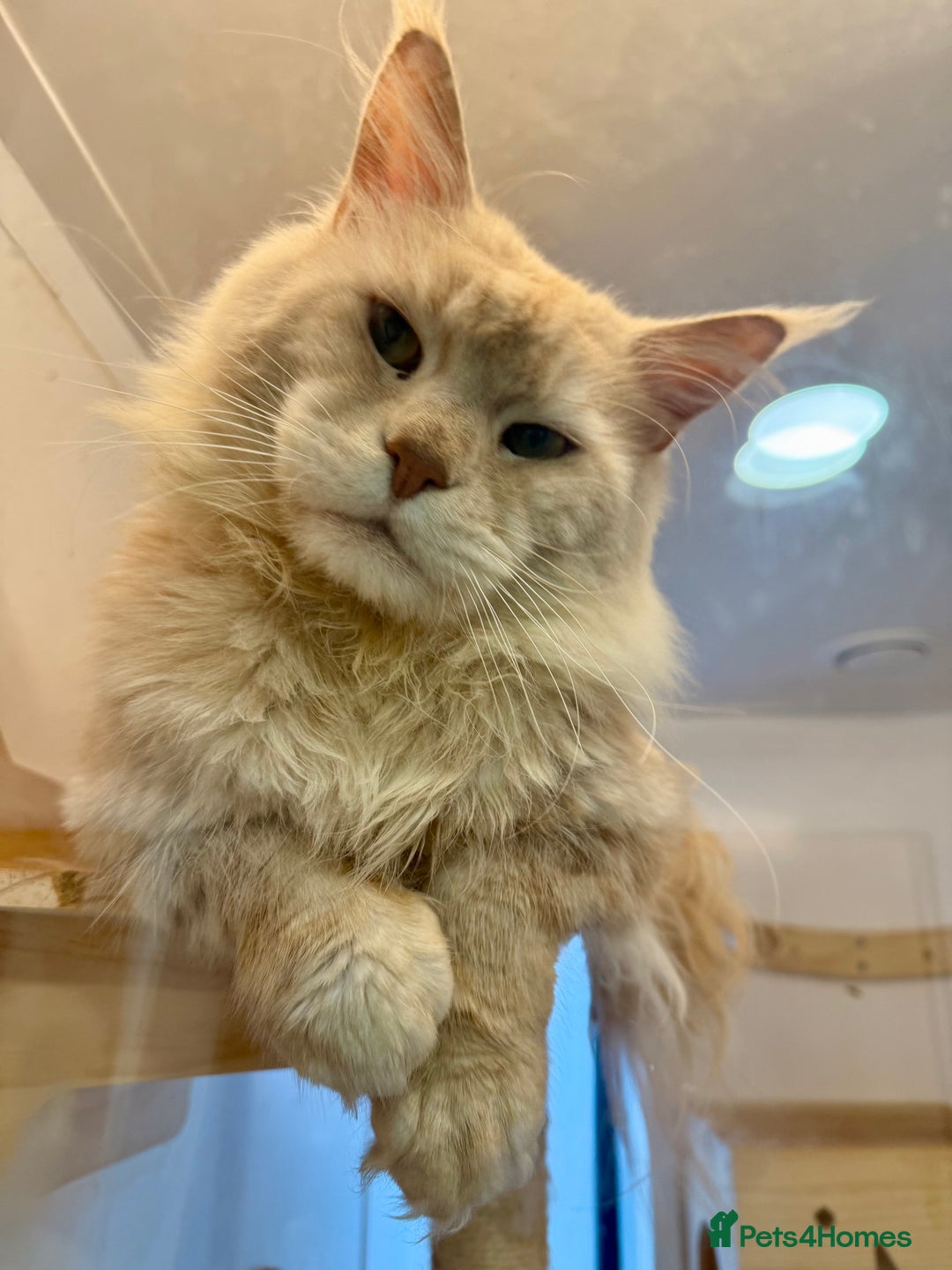 Maine Coon cats for stud: Huge Red Maine Coon-Russian Import-Proven Stud!! in Halifax - Image 2