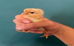 Chickens poultry for sale: Chicks - Image 13