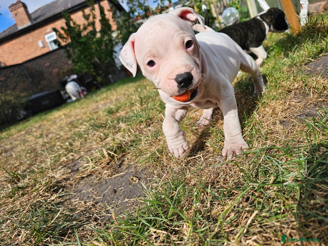 Staffordshire Bull Terrier dogs for sale: 🐾 Beautiful Staffordshire Bull Terrier Puppies 🐾 - Image 21