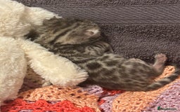 Bengal cats for sale: TICA registered Bengal girls. - Image 8
