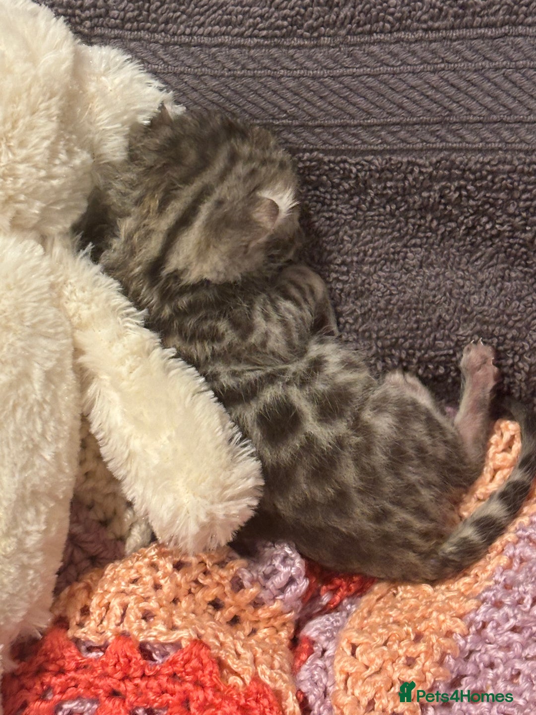 Bengal cats for sale: TICA registered Bengal girls. - Image 8
