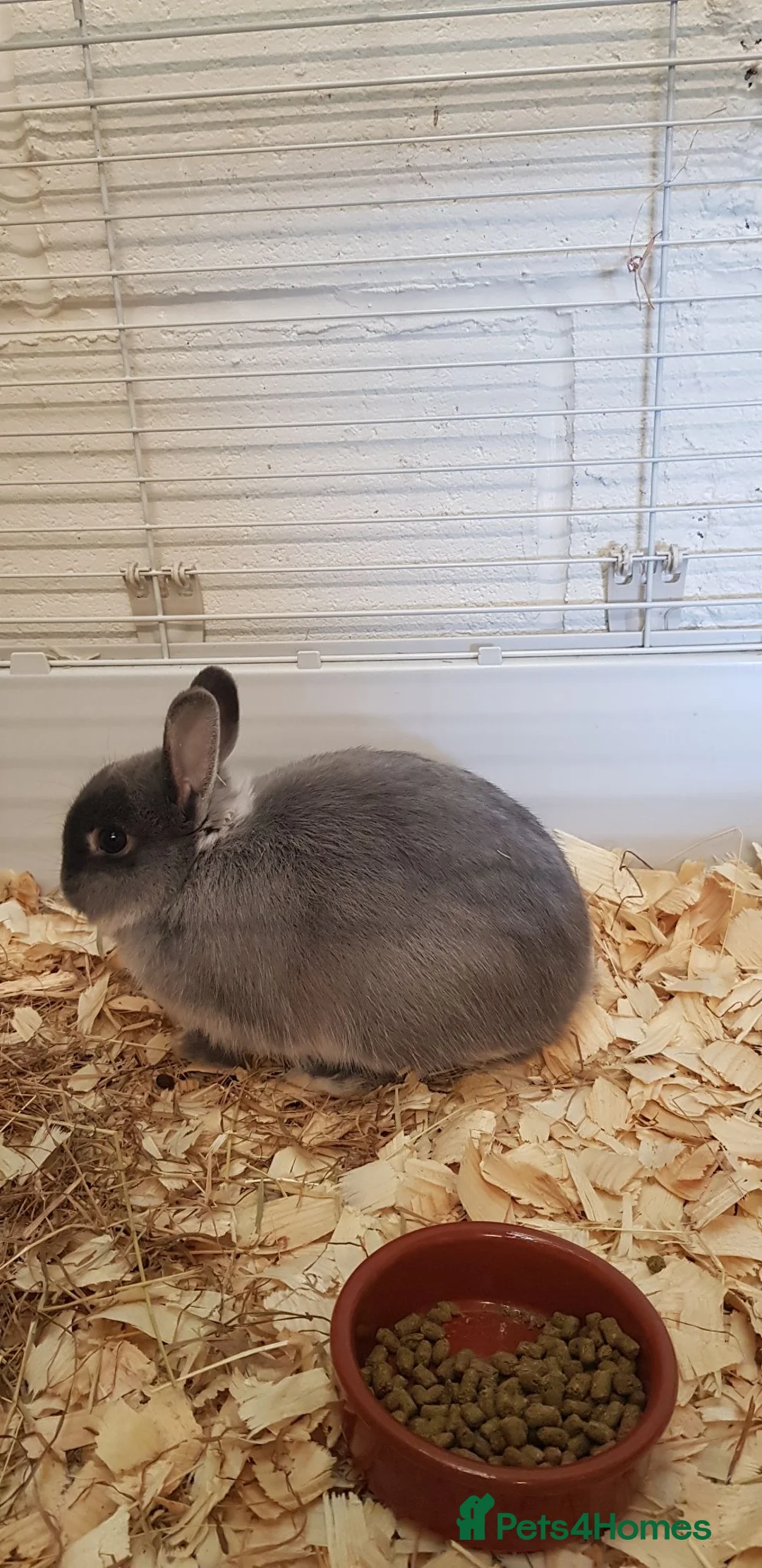 Netherland Dwarf rabbits for sale: Pure netherland dwarfs from BRCregistered parents in Pontypridd - Advert 1
