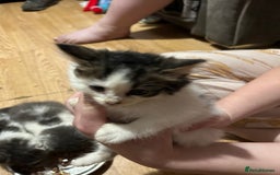 Mixed Breed cats for sale: Fluffy kittens  - Image 10
