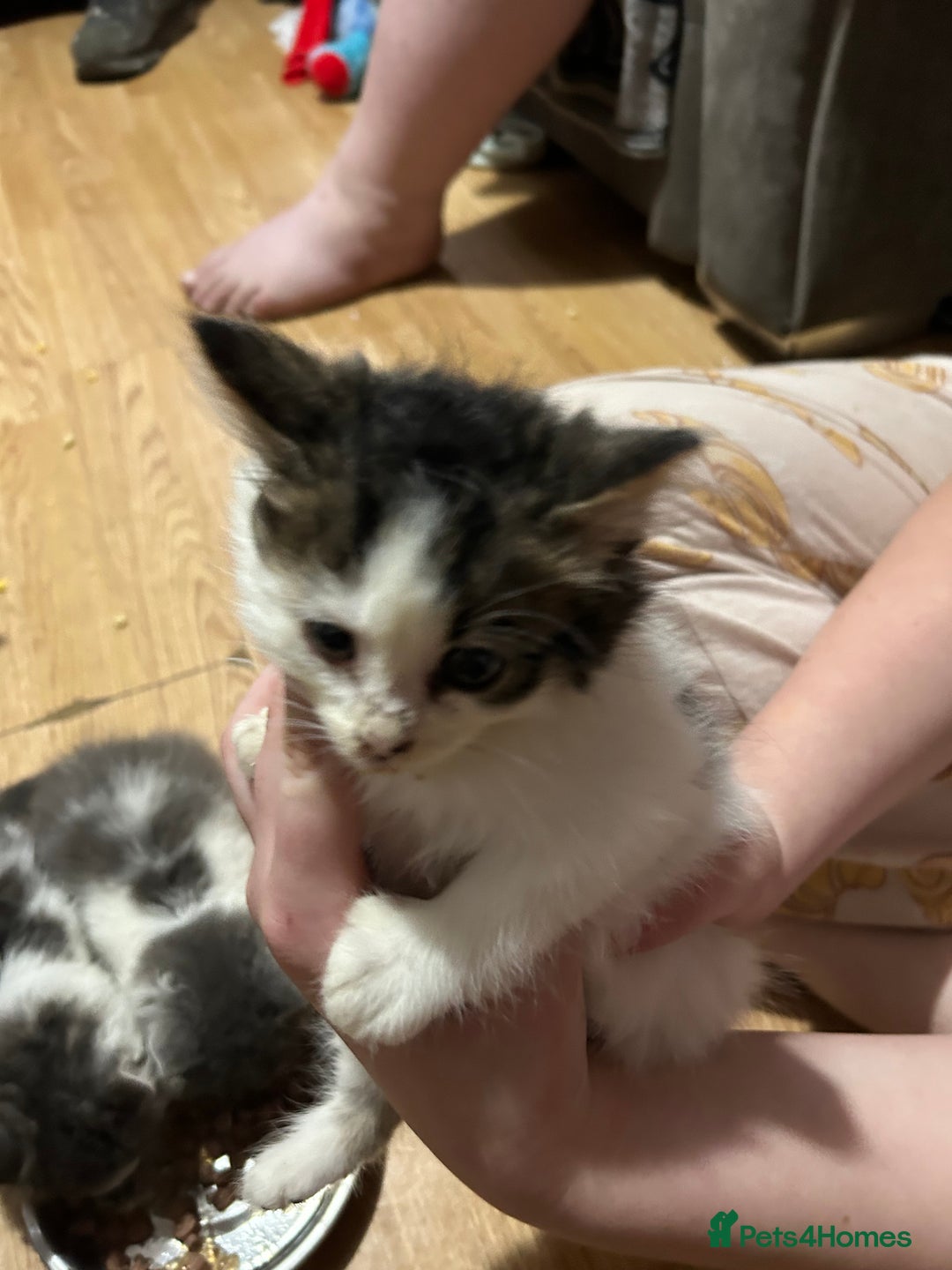 Mixed Breed cats for sale: Fluffy kittens  - Image 10