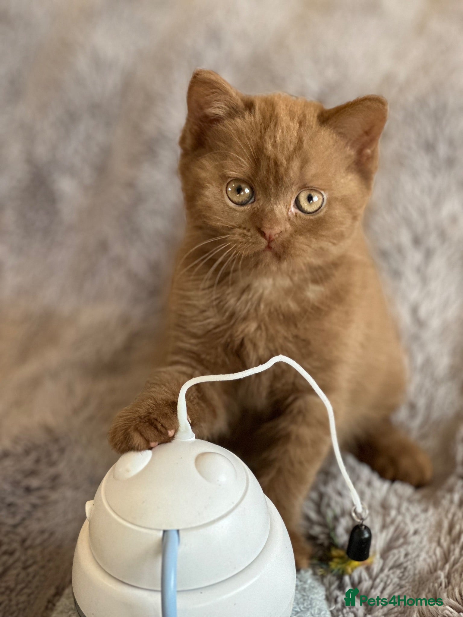 British Shorthair cats Champion British shorthair kittens very rare  - Advert 16