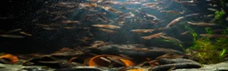 Other/Mixed Breed fish for sale: Red Chinese Snakehead - Advert 15