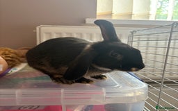 Polish rabbits for sale: Rabbit’s - Image 2