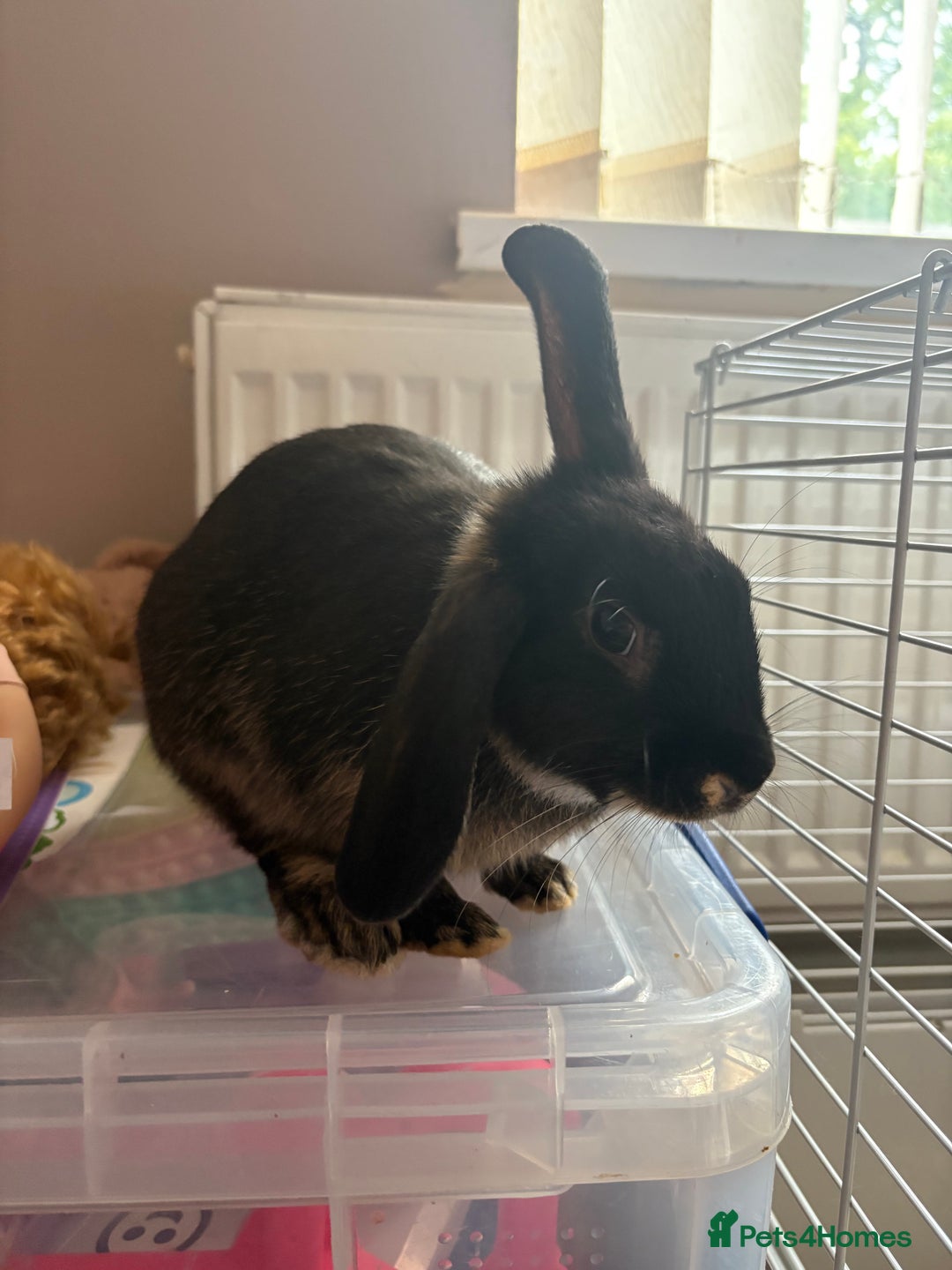 Polish rabbits for sale: Rabbit’s - Image 2