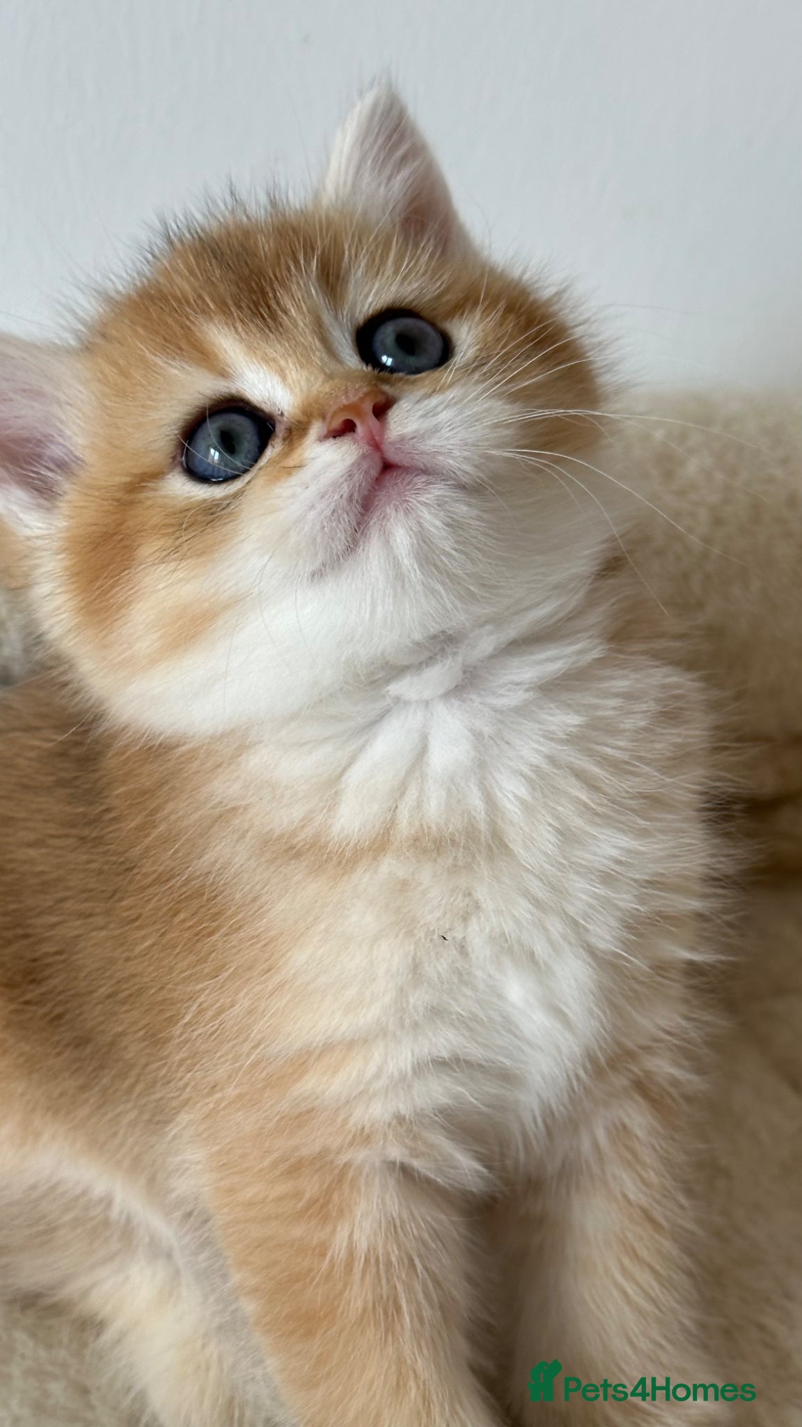 British Shorthair cats Exception quality,Champion bloodlines GCCF/TICA  - Advert 3