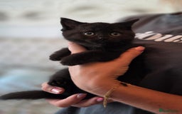 Scottish Fold cats for sale: Pure Scottish fold / straight kittens  - Image 21