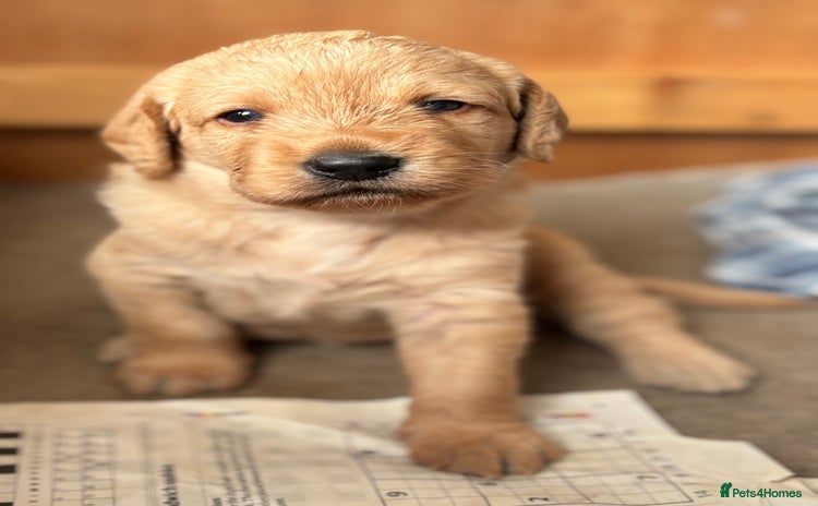 Labradoodle dogs - Advert 1