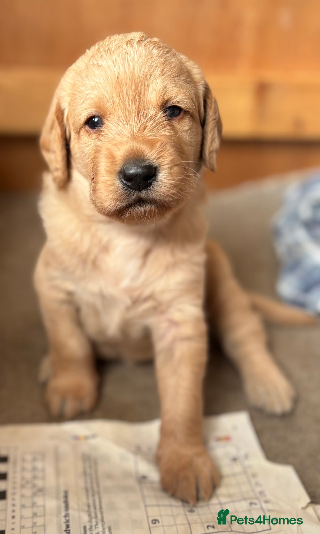 Labradoodle dogs for sale: F1 Labradoodles  - Image 1