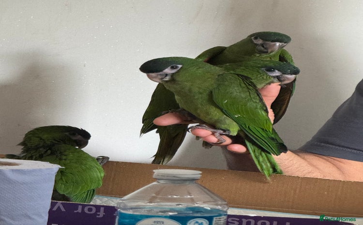 Macaws birds - Advert 1