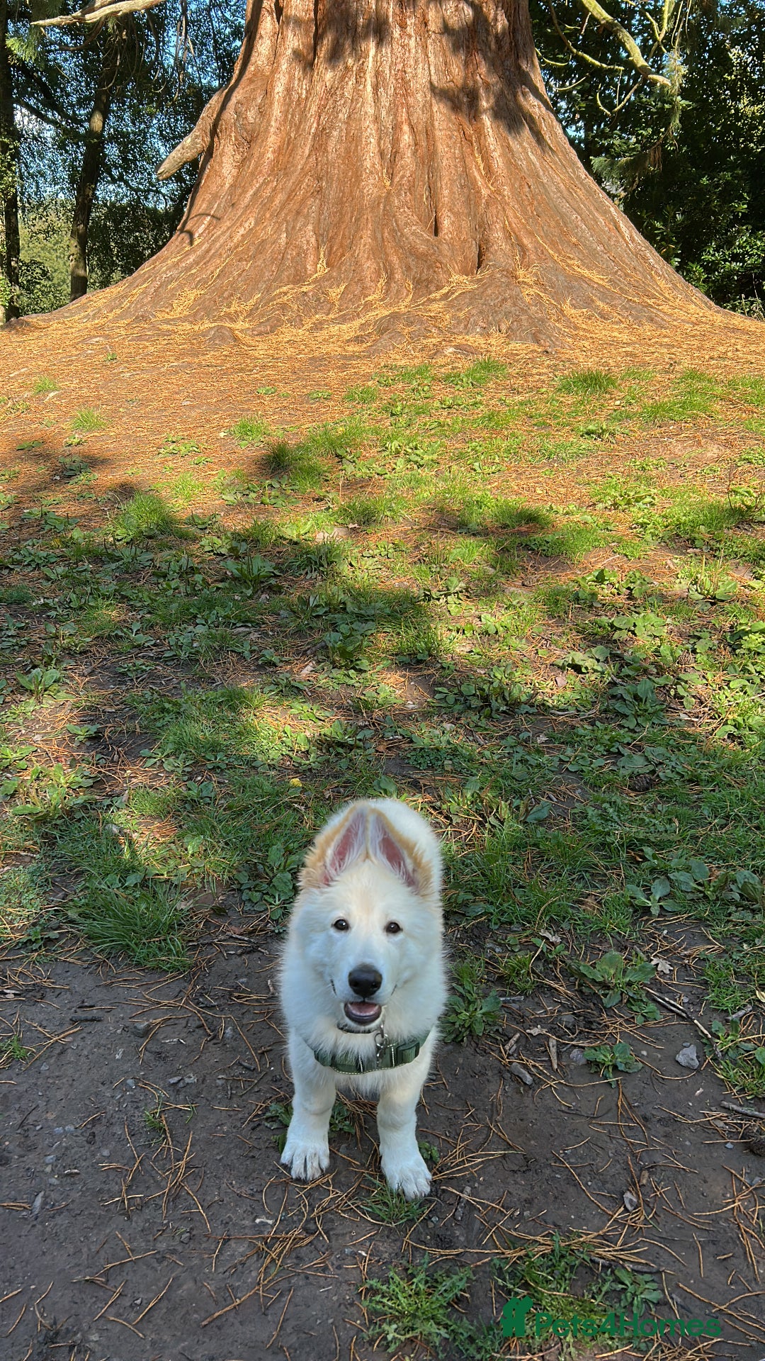 German Shepherd dogs for sale: White German shepherd pup  - Image 7