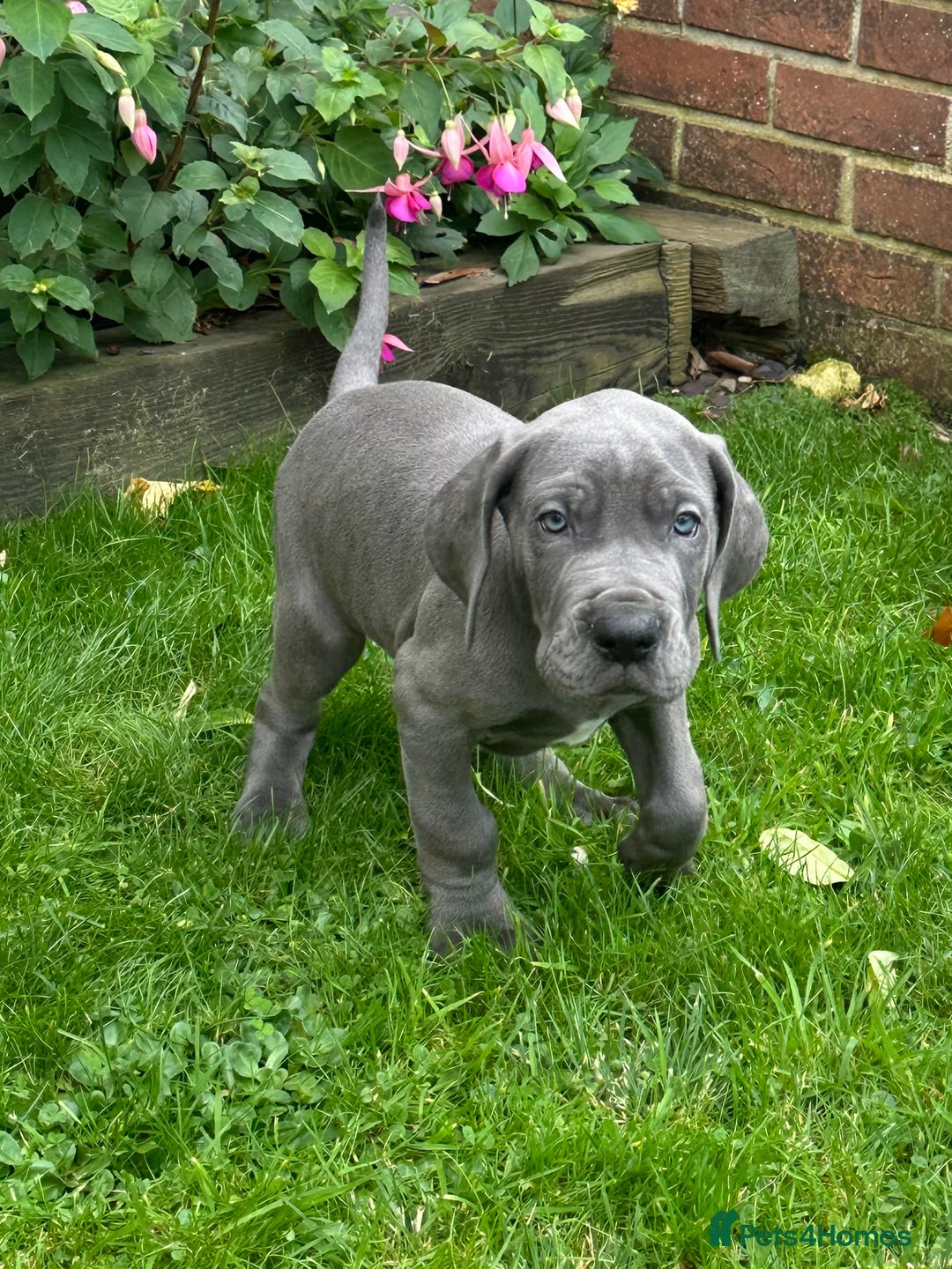 Great Dane dogs for sale: Reduced***** KC registered blue Great Dane puppies - Advert 6