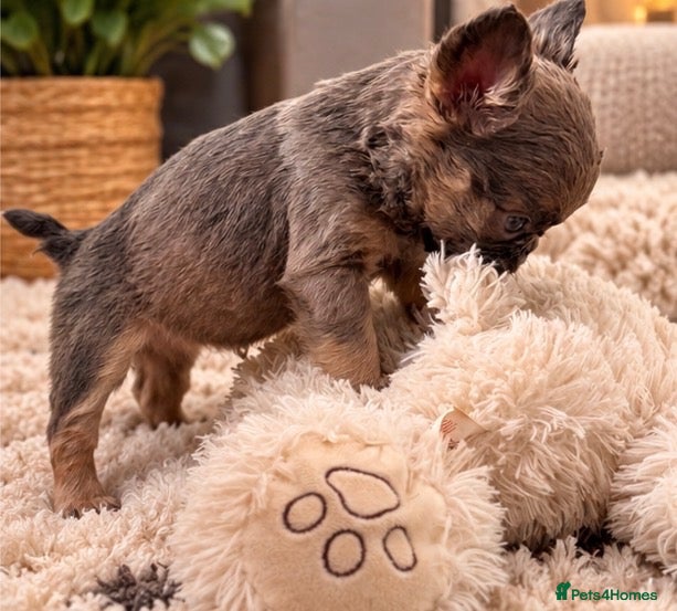 French Bulldog dogs 🐾 6 Beautiful KC Registered French Bulldog Puppys - Advert 2