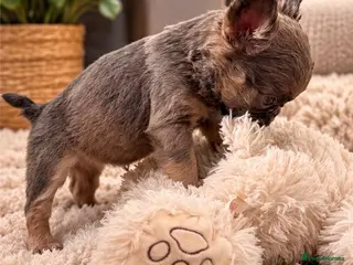 French Bulldog dogs 🐾 6 Beautiful KC Registered French Bulldog Puppys - Advert 2