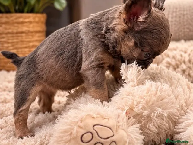 French Bulldog dogs 🐾 6 Beautiful KC Registered French Bulldog Puppys - Advert 2