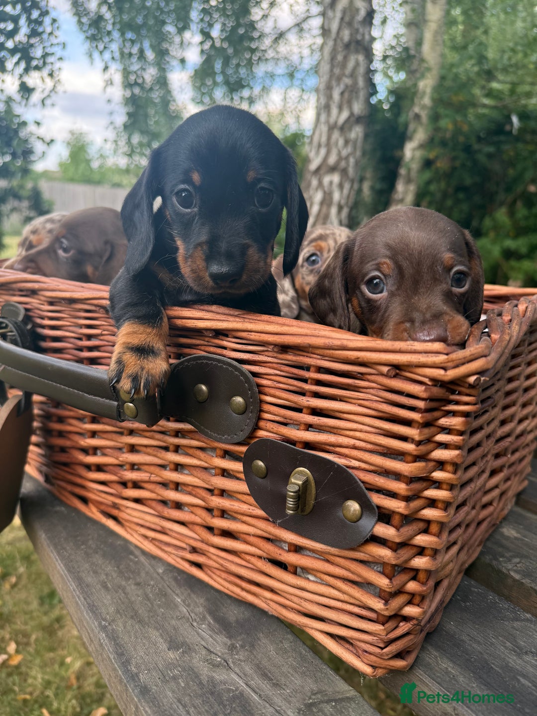 Miniature Dachshund dogs for sale: 🐾 Adorable Miniature Dachshund Puppies For Sale   - Image 2
