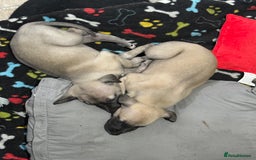 Whippet dogs for sale: 5 whippet puppies  - Image 9
