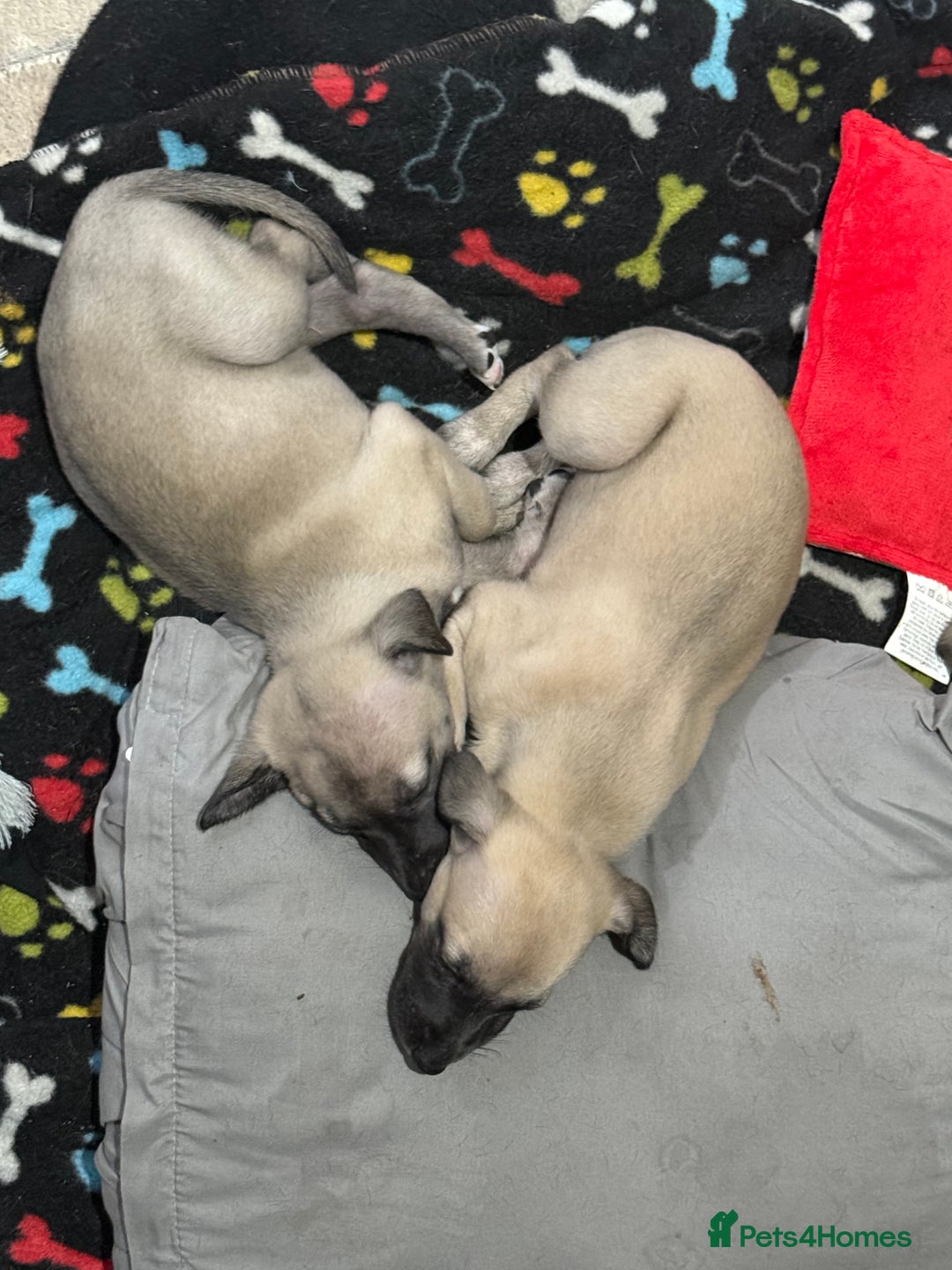 Whippet dogs for sale: 5 whippet puppies  - Image 9