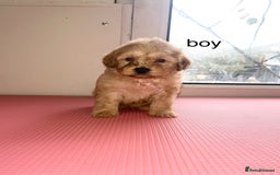 Cockapoo dogs for sale: cockapoo puppies for sale  - Image 7