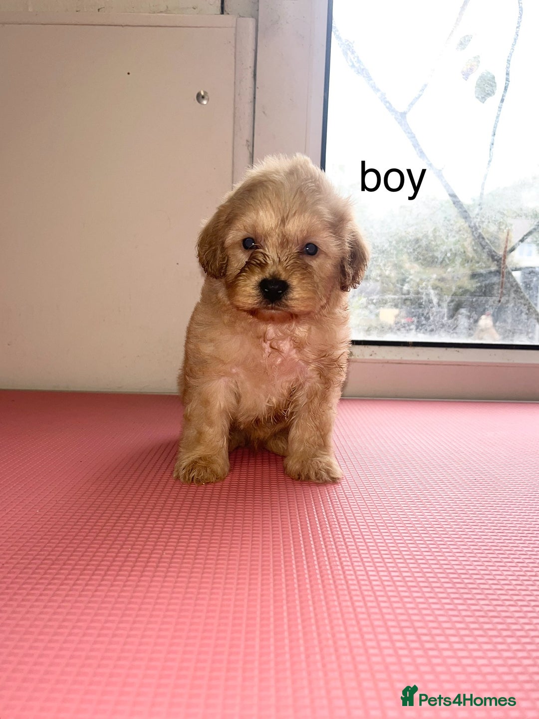 Cockapoo dogs for sale: cockapoo puppies for sale  - Image 7