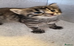 Domestic Shorthair cats for sale: 6 Adorable DSH kittens! Ginger & tabby babies ❤️  - Image 11