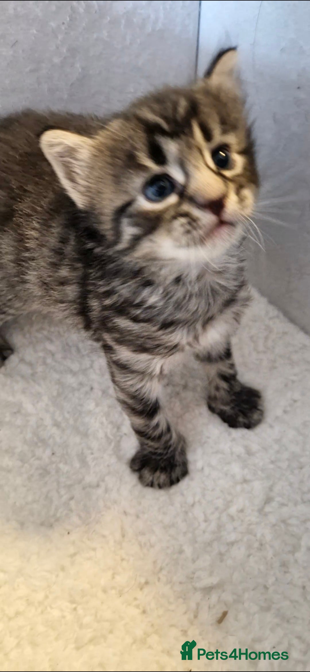 Domestic Shorthair cats for sale: 6 Adorable DSH kittens! Ginger & tabby babies ❤️  - Image 11