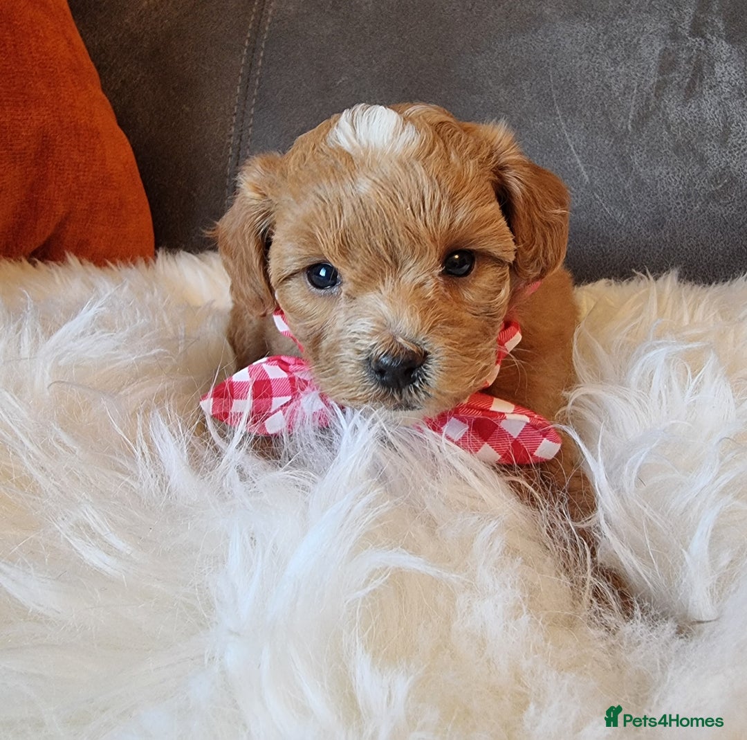 Shihpoo dogs for sale: Adorable best friend Shihpoo pups Fully Vaccinated - Advert 21