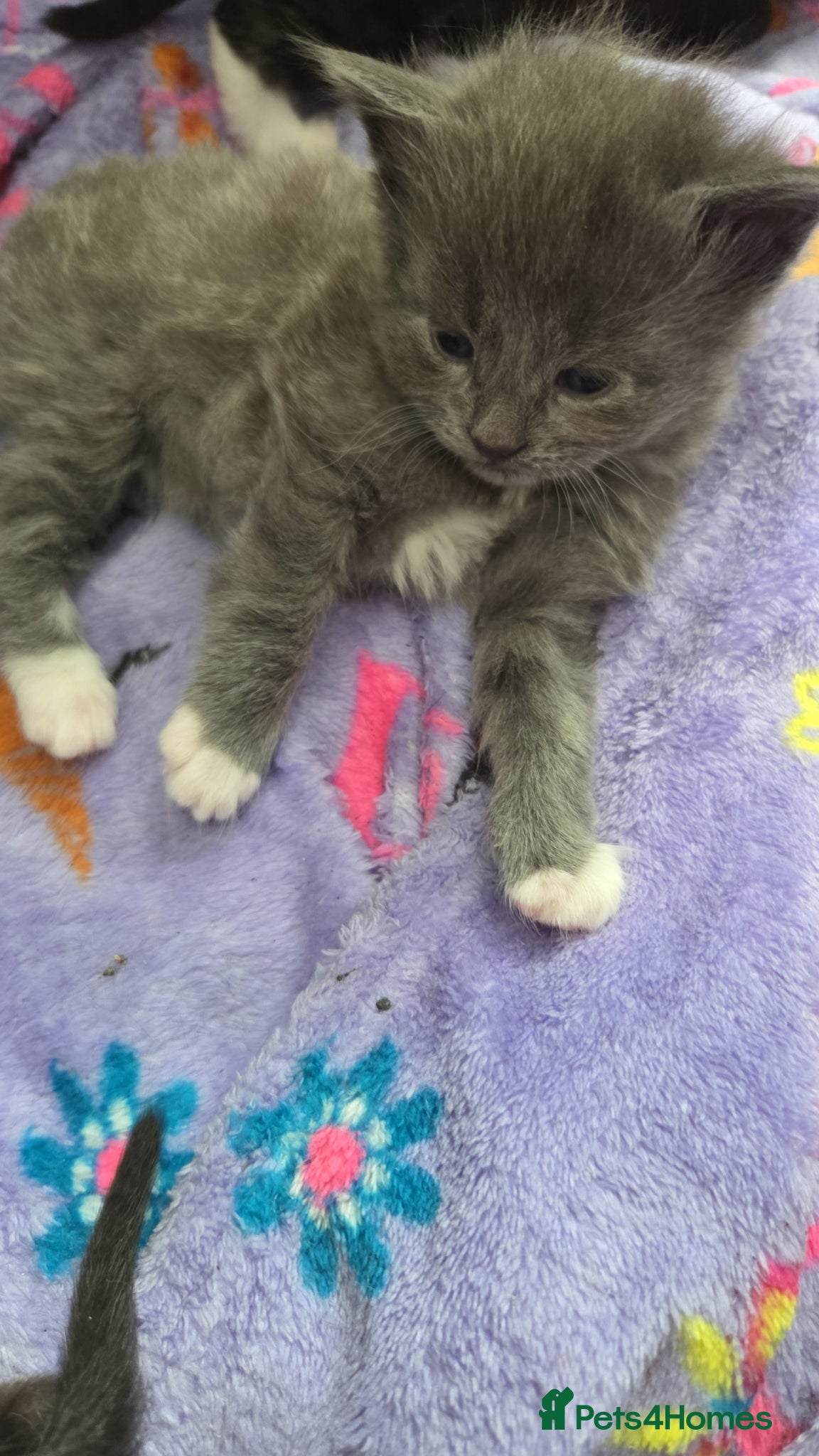 Mixed Breed cats for sale: 4 grey kittens for sale - Advert 5