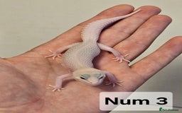 Leopard Gecko reptiles for sale: Blacknight macksnows and supersnows in tremper - Image 32